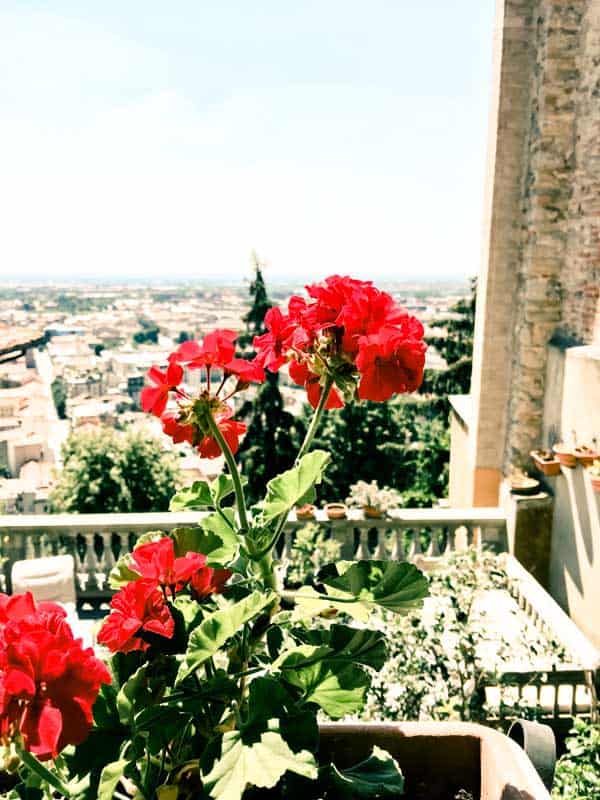 red flowers