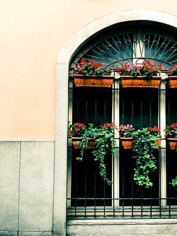 flowers in window