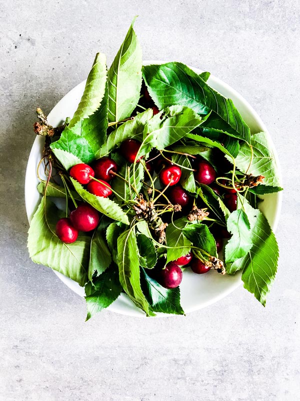 bowl of fresh cherries and cherry tree leaves