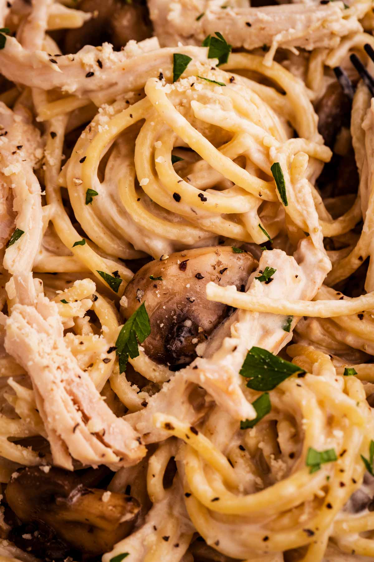 creamy texture of turkey tetrazzini